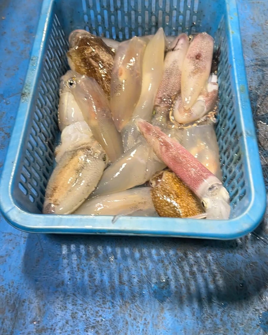 Tray of freshly caught squid on deck at night